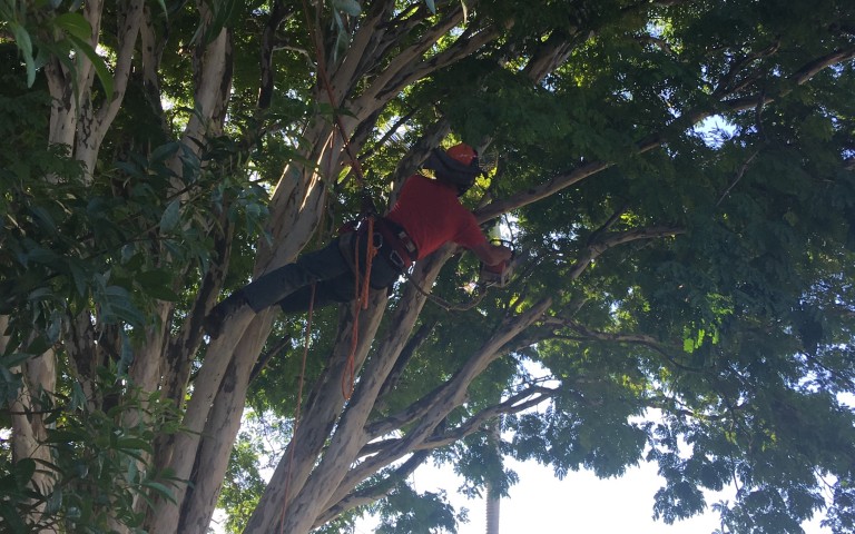 Free Tree Trimmer Firewood