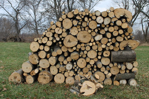 Firewood stacked and ready for drying.